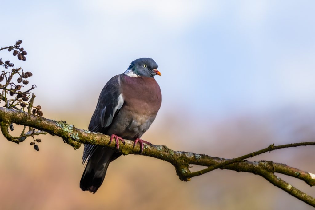 Wood Pigeon