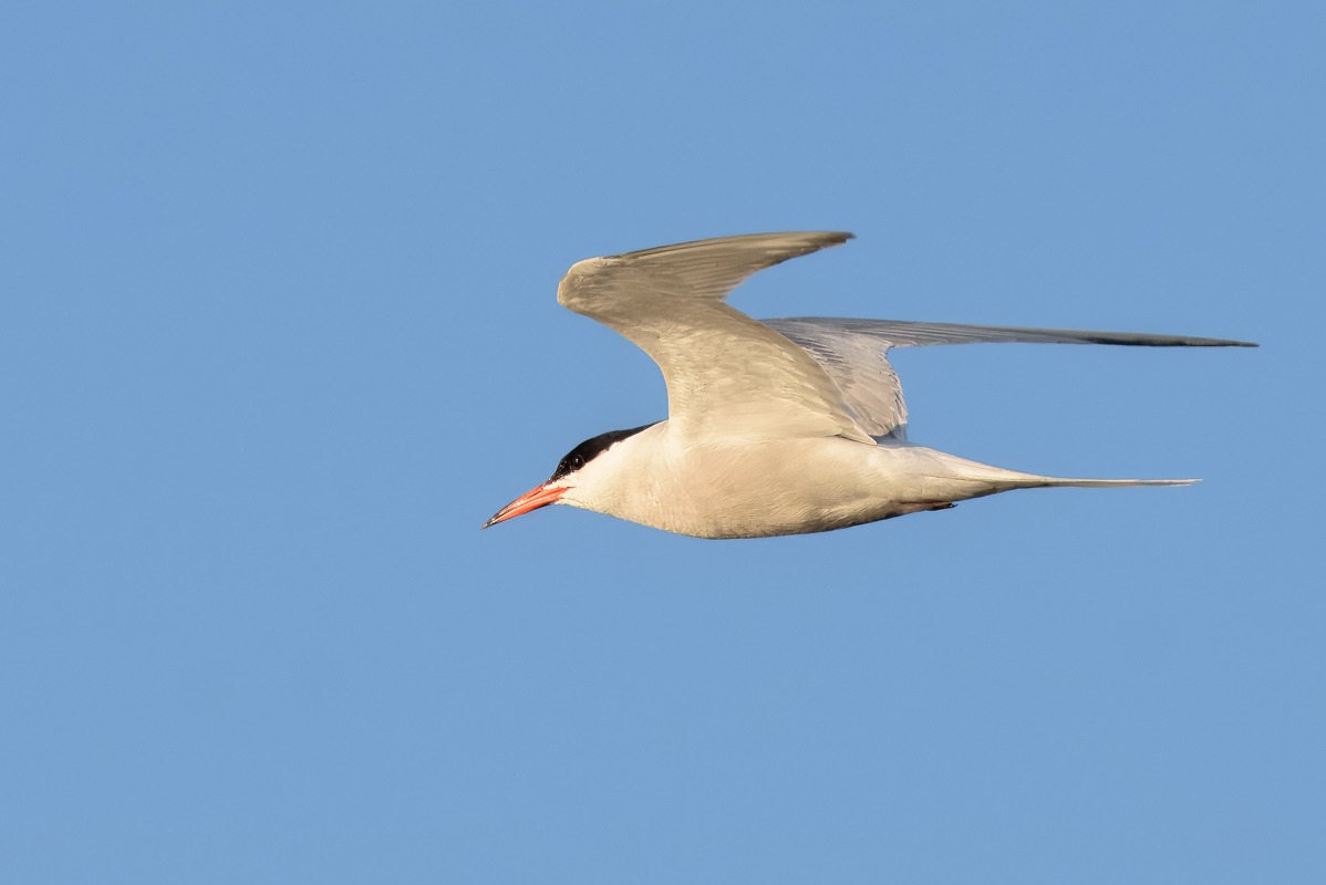 Common Tern