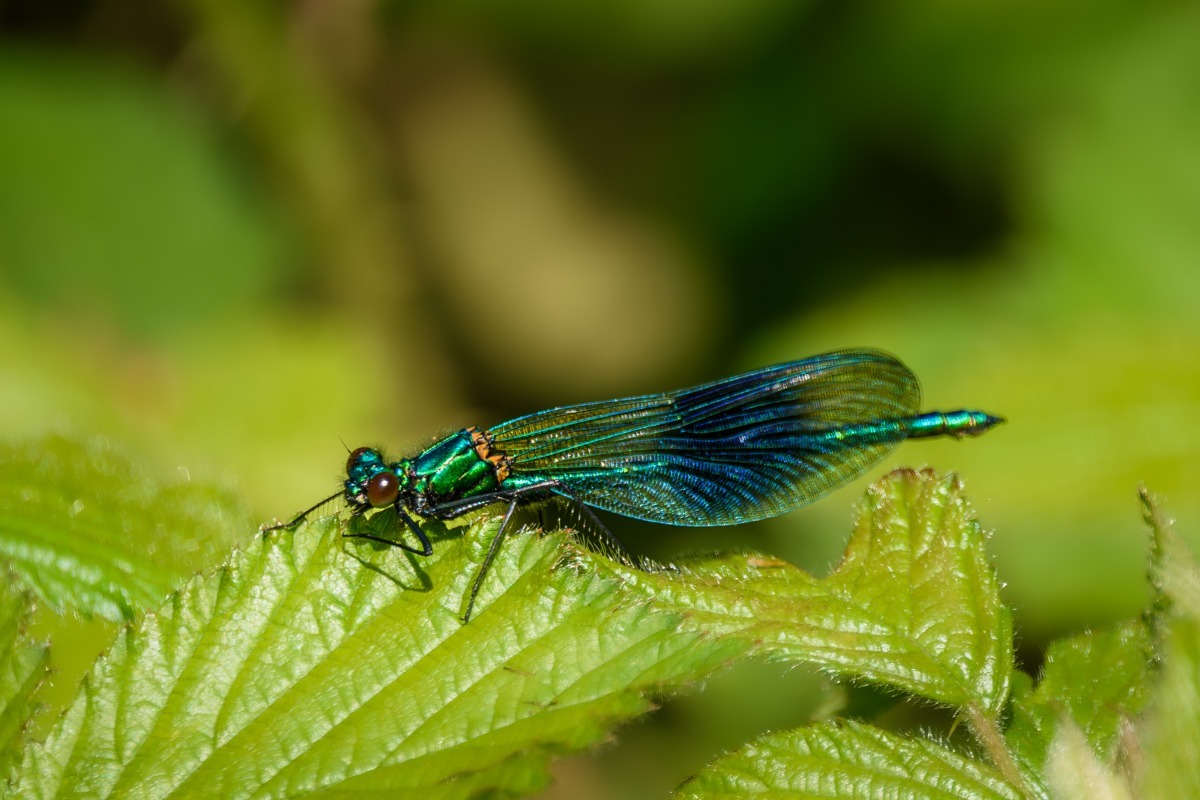 Banded Demoiselle (Male)