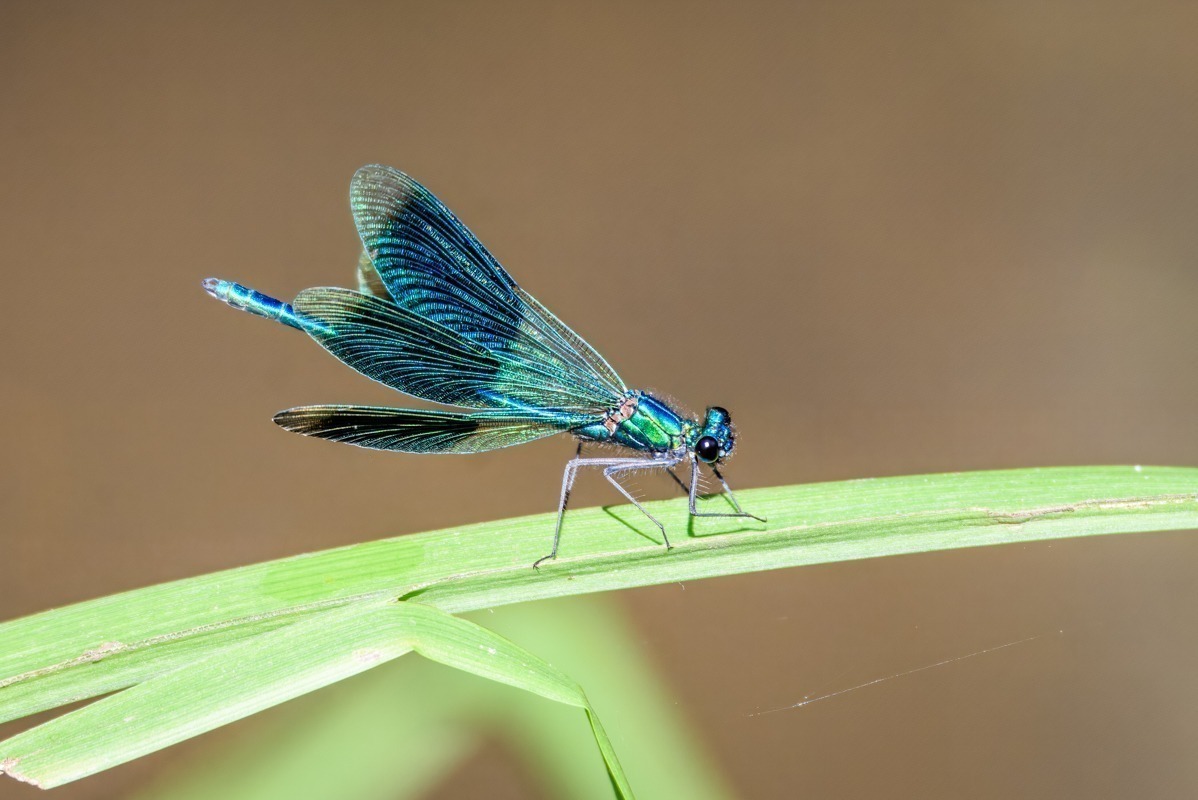 Banded Demoiselle
