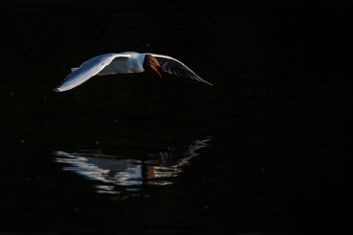 Black Headed Gull