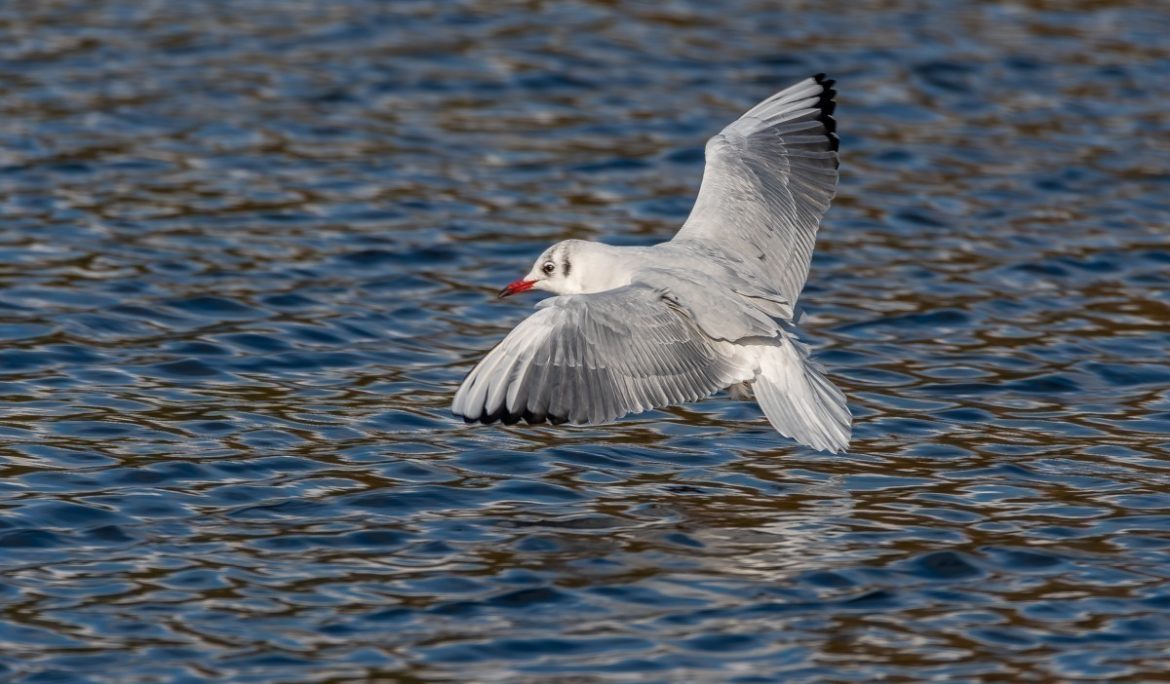 Black Headed Gull