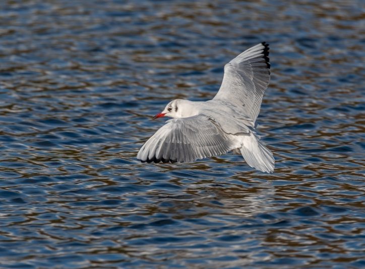 Black Headed Gull