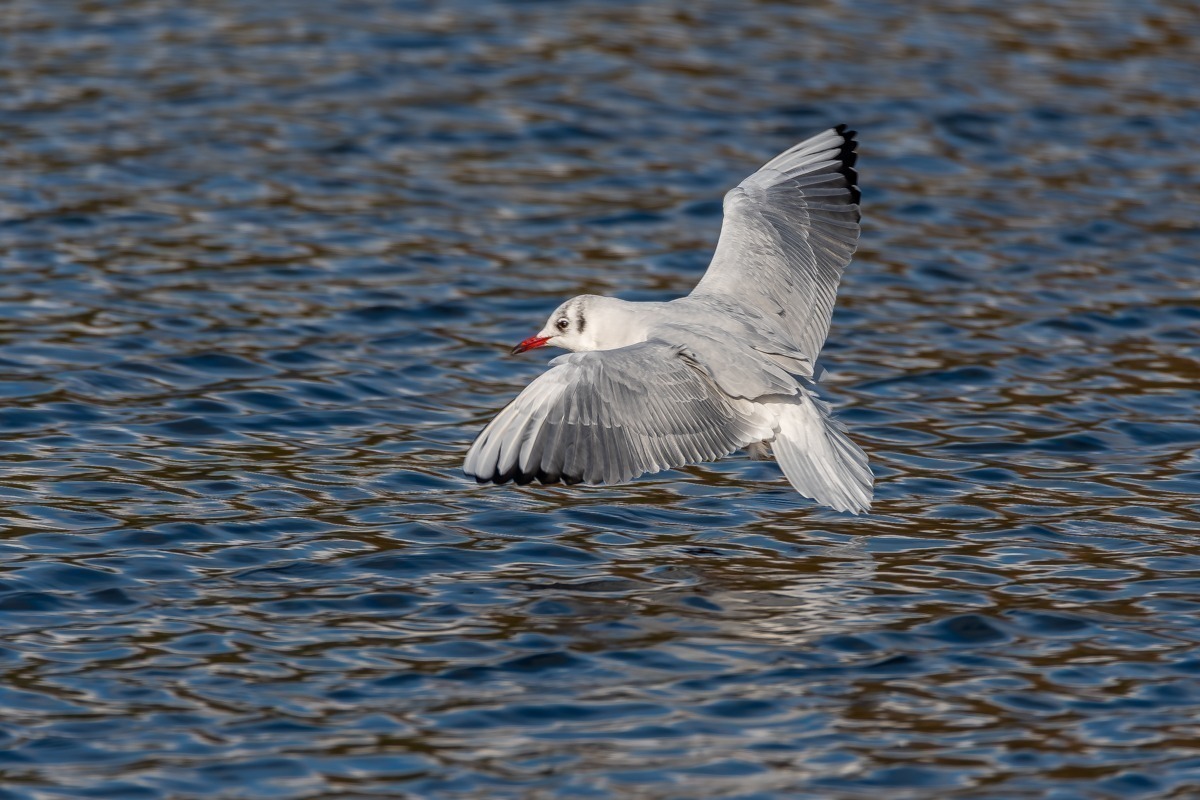 Black Headed Gull
