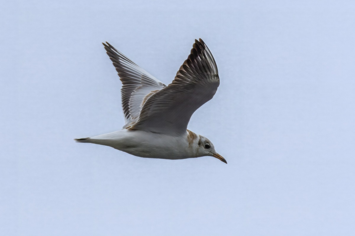 Black Headed Gull