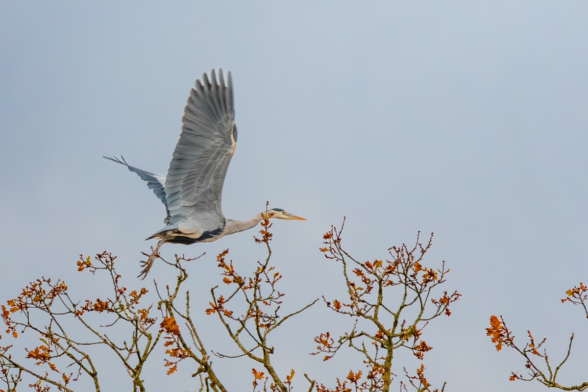 Grey Heron