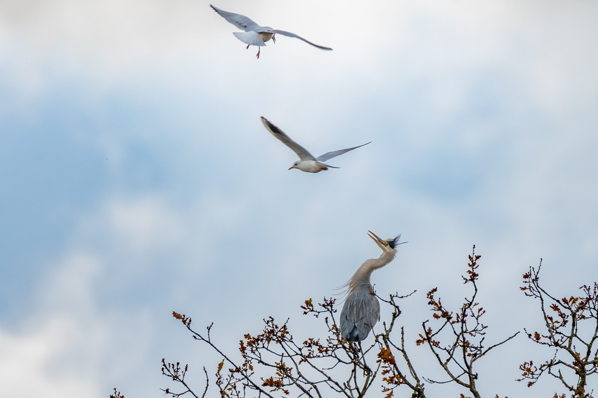 Grey Heron