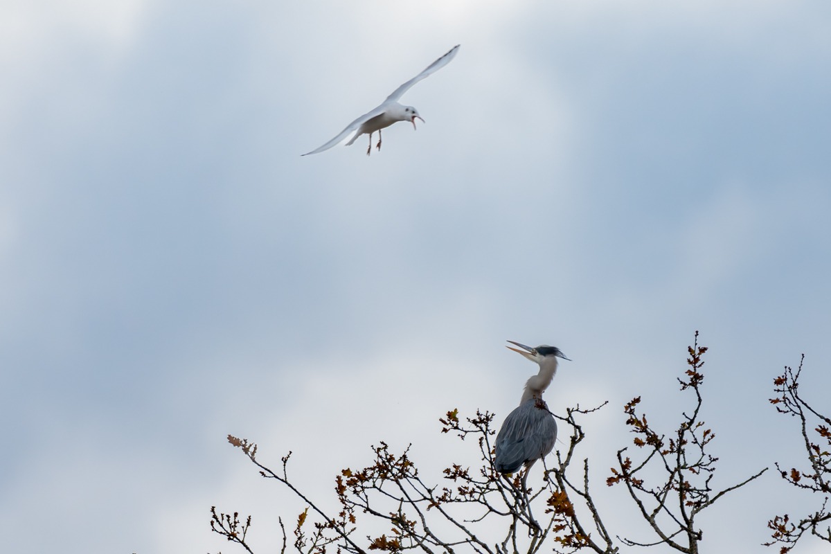 Grey Heron