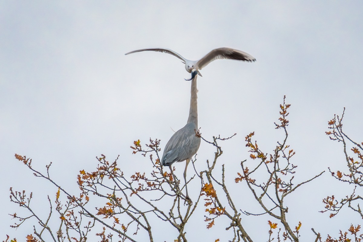 Grey Heron