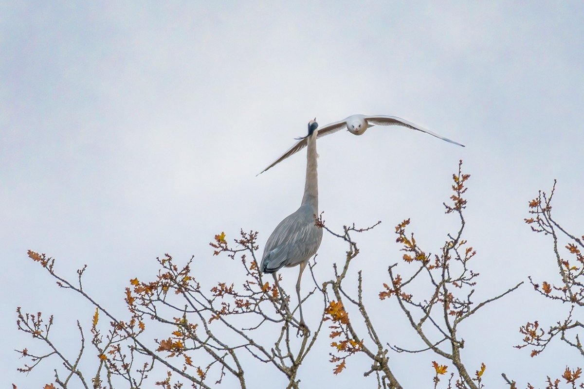 Grey Heron