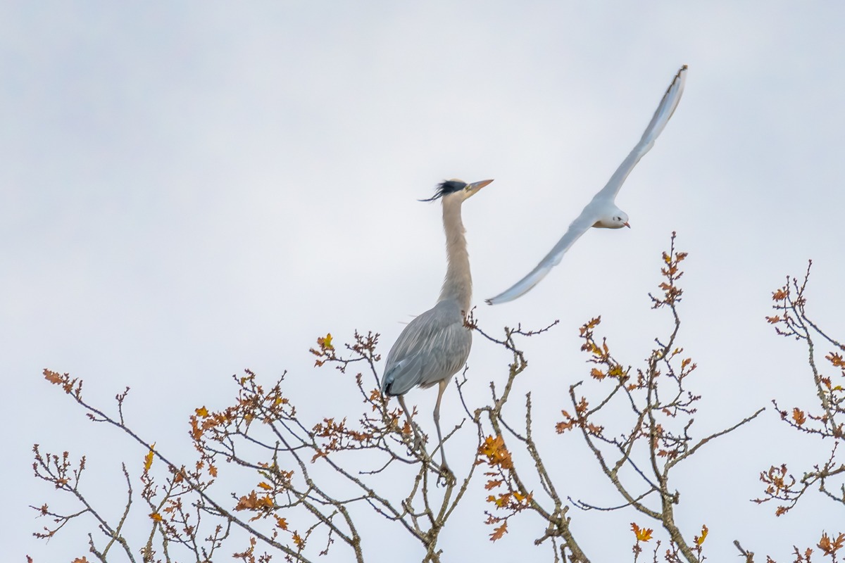 Grey Heron