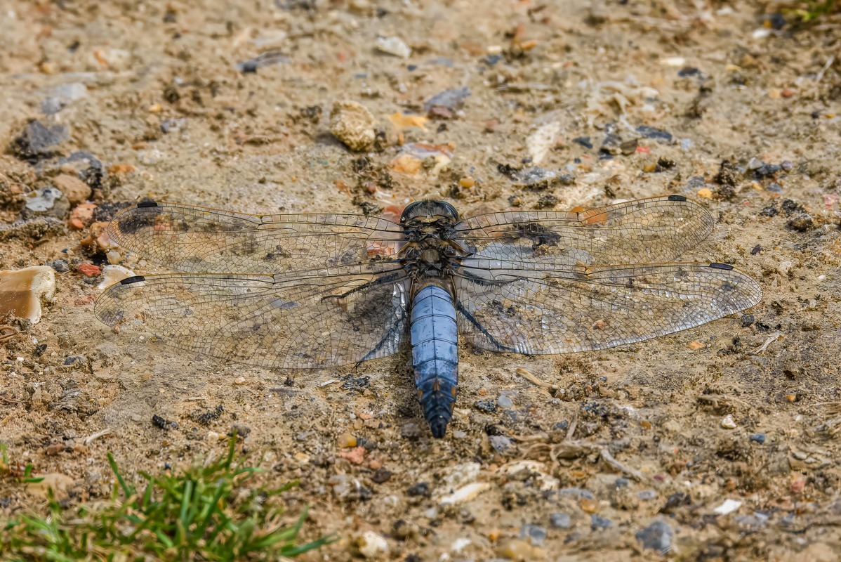 Black Tailed Skimmer