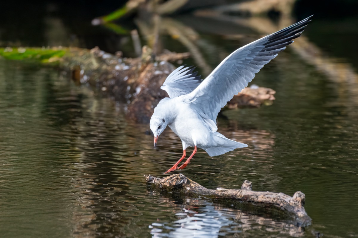 Black Tipped Gull