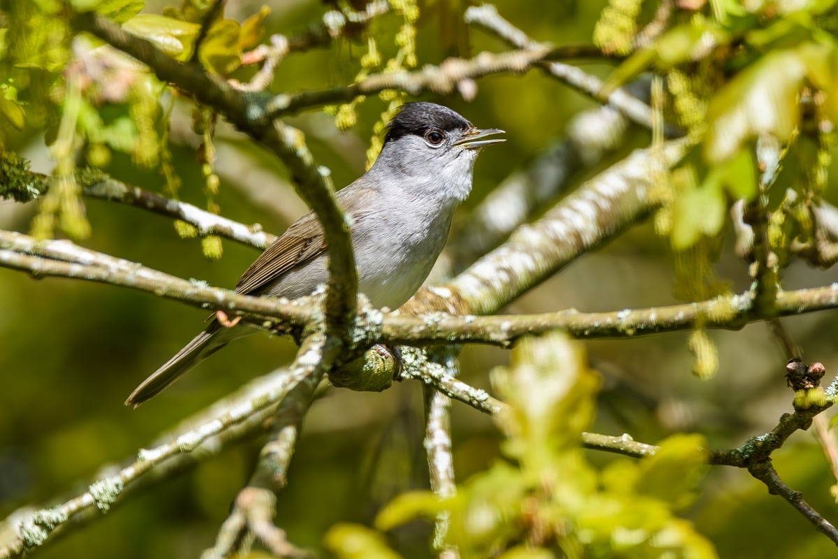 Blackcap