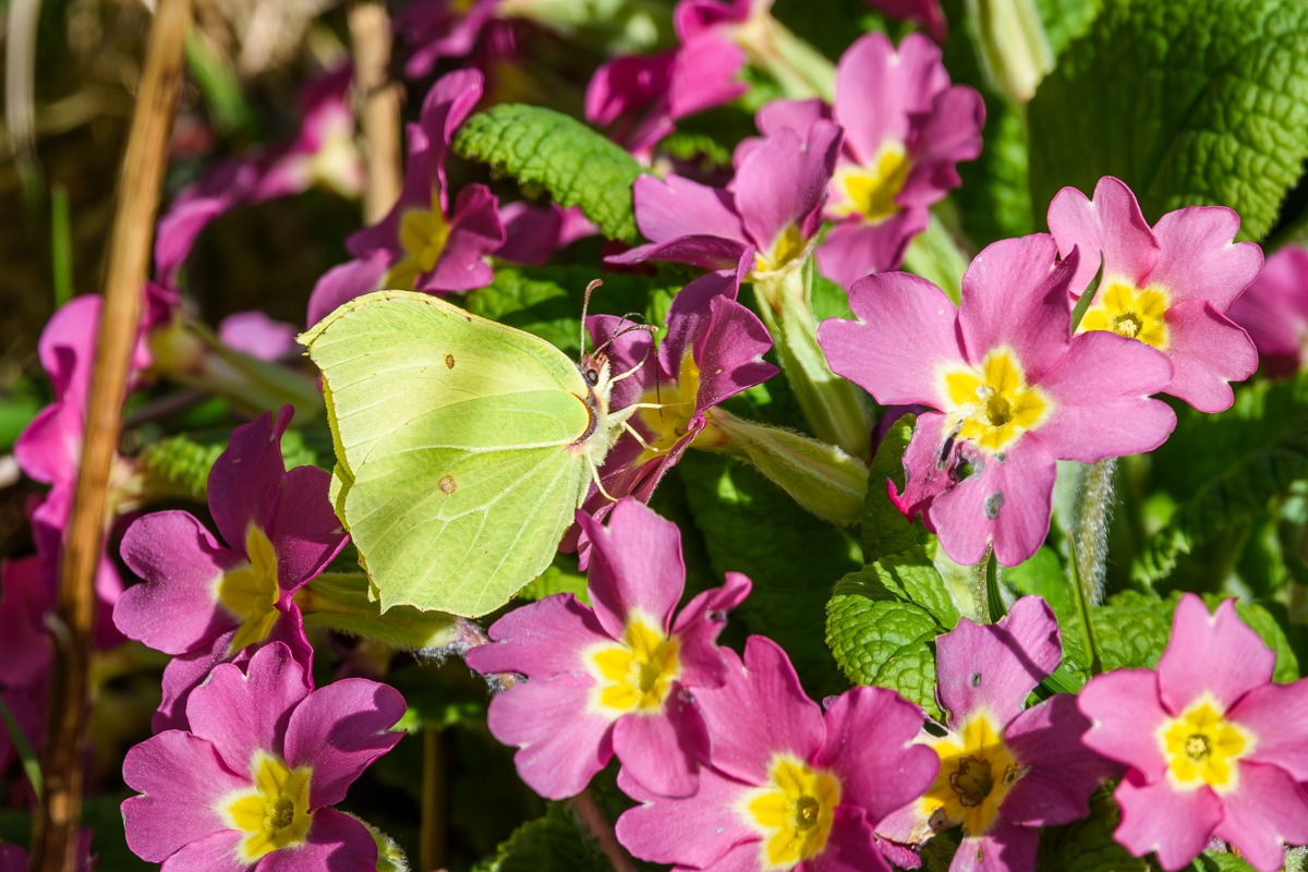 Brimstone Butterfly
