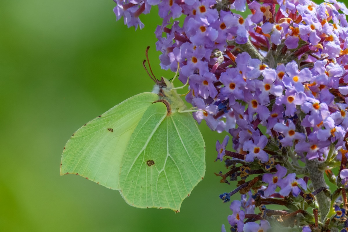 Brimstone Butterfly