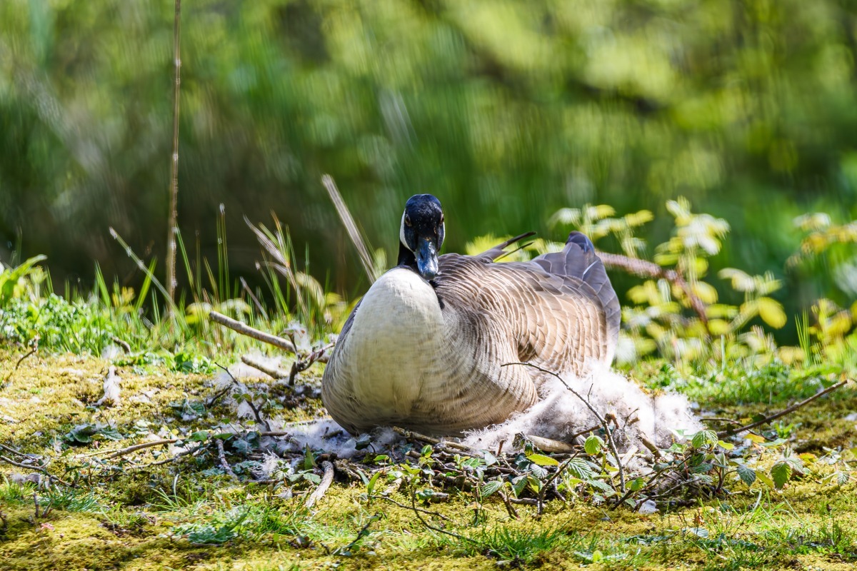 Canada Goose