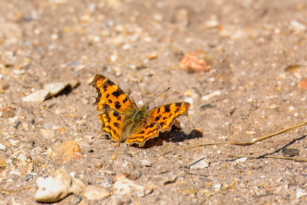 Comma