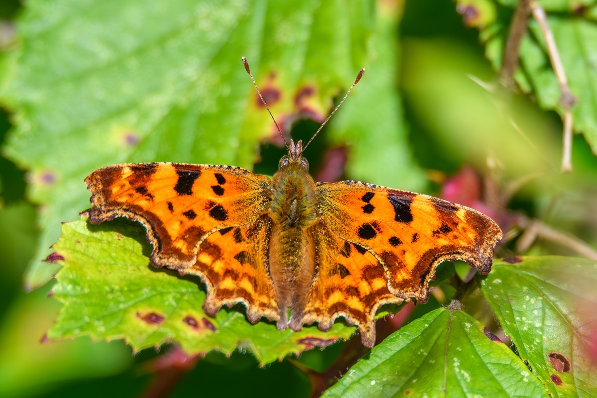 Comma