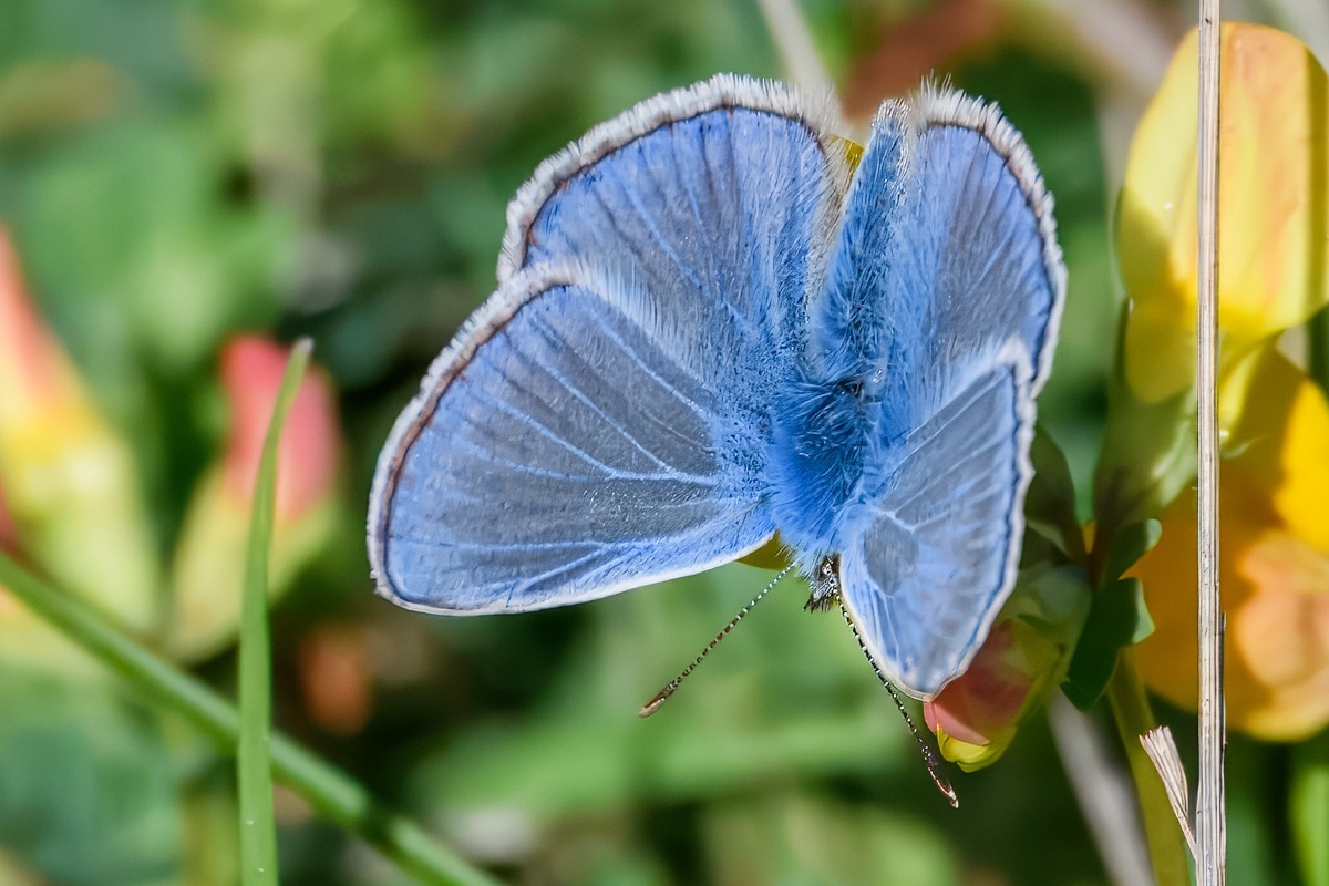 Common Blue Butterfly