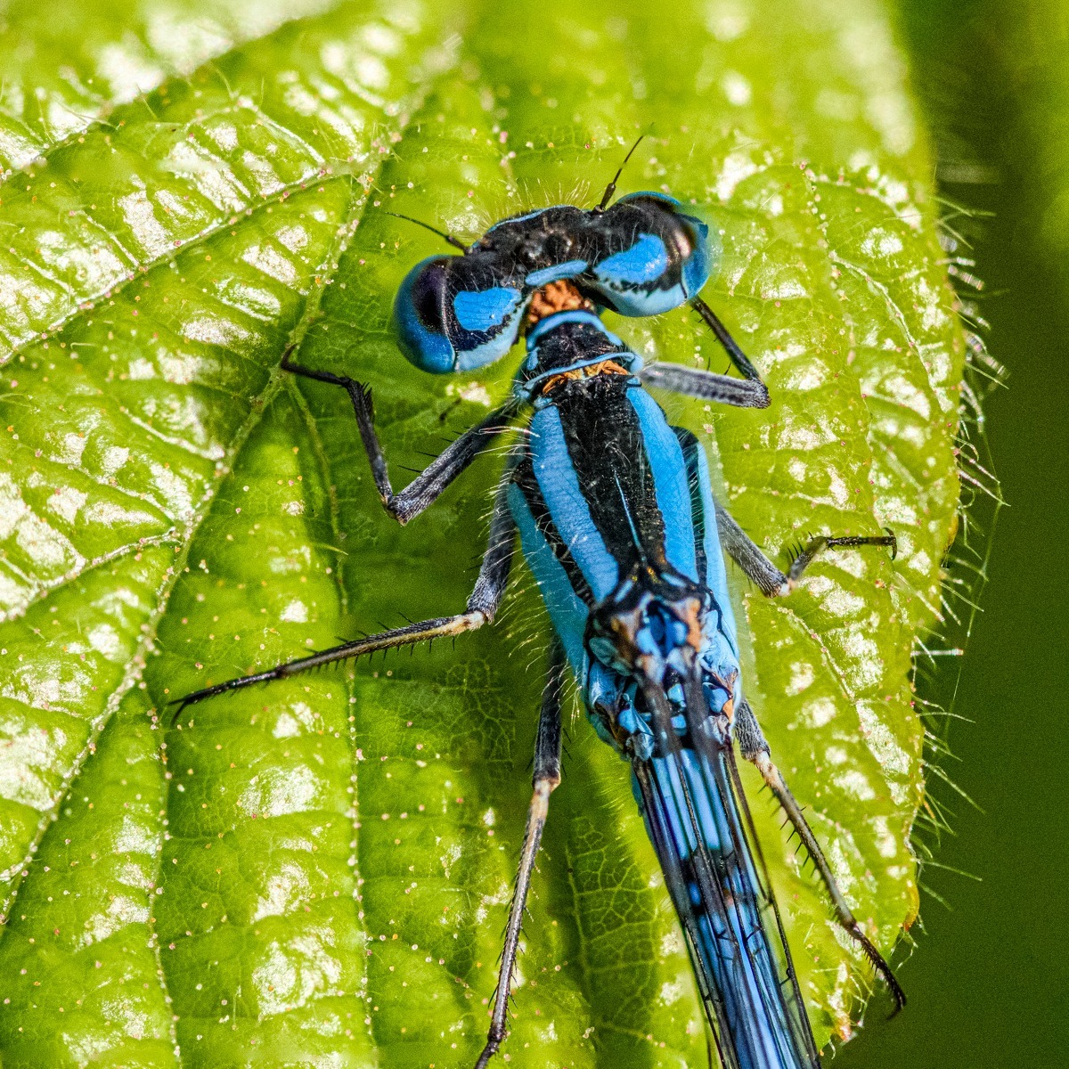 Common Blue Damselfly