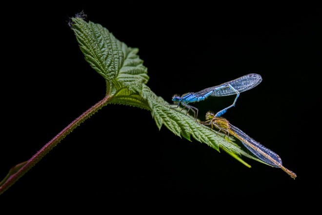 Common Blue Damselfly