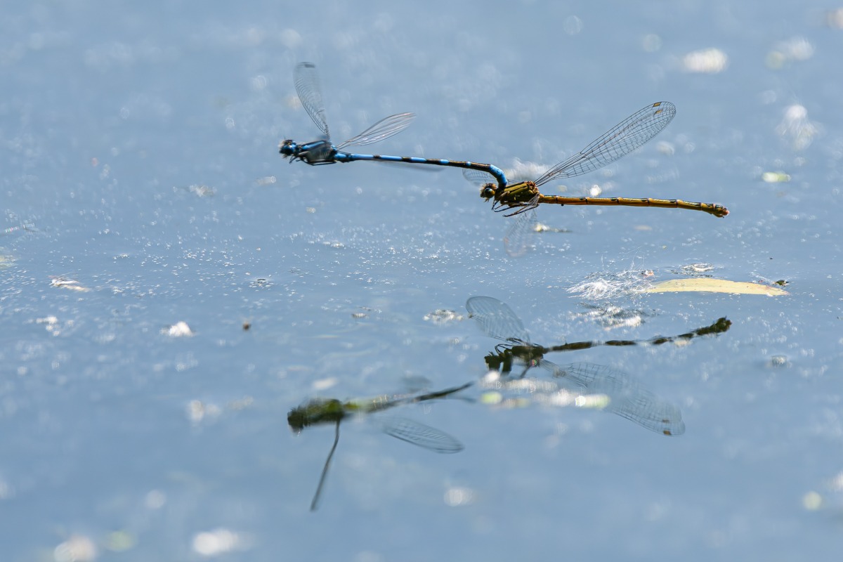 Common Blue Damselfly