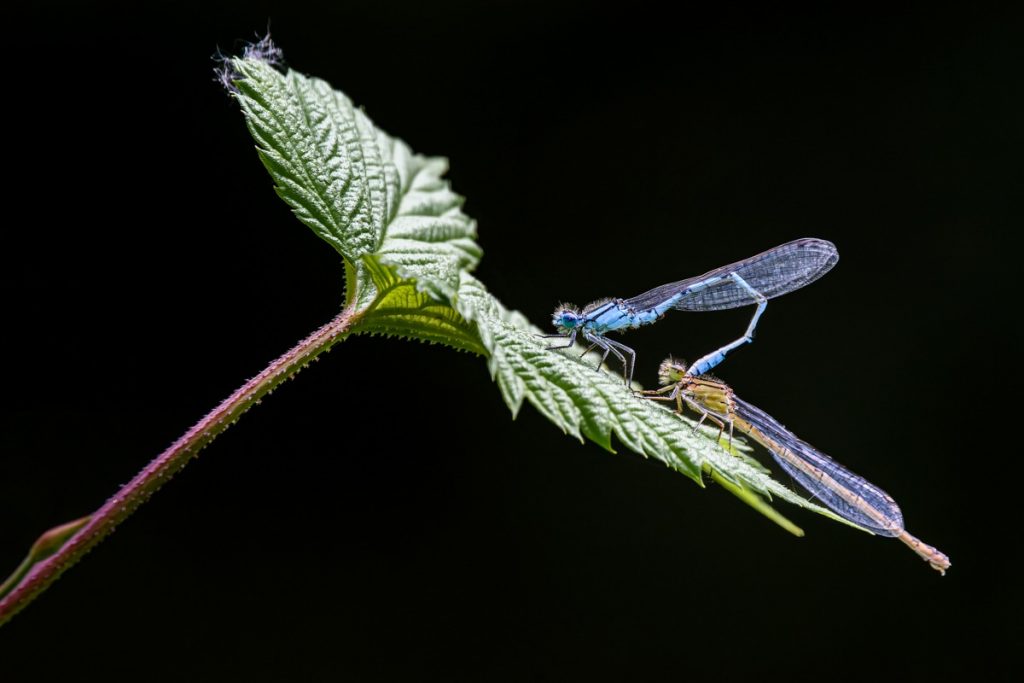 Common Blue Damselfly