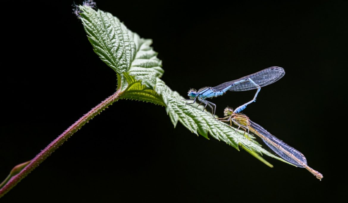 Common Blue Damselfly