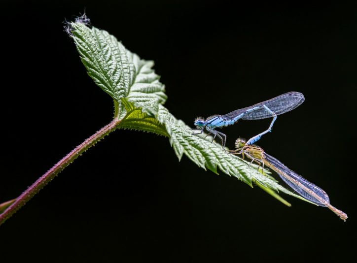 Common Blue Damselfly