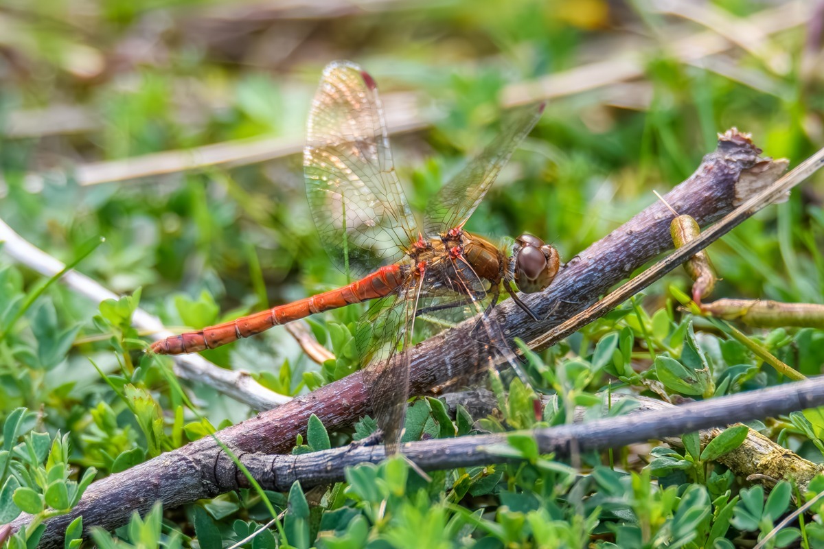 Common Darter