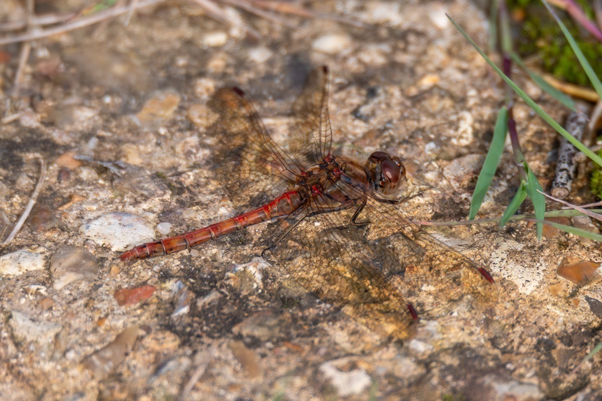 Common Darter