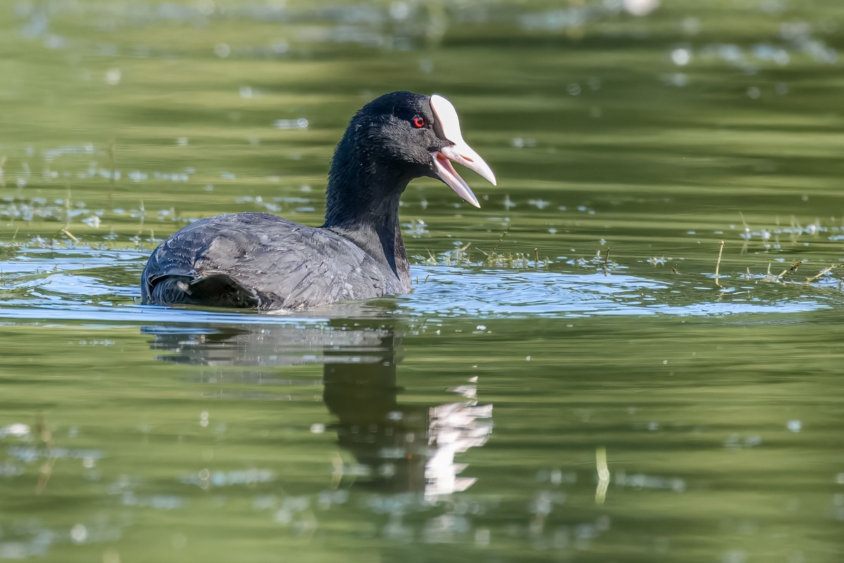 Coot