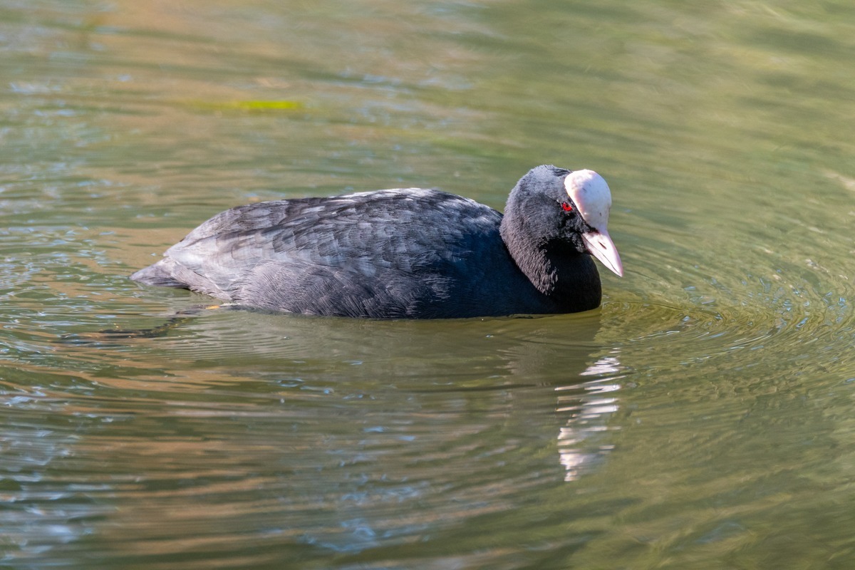 Coot