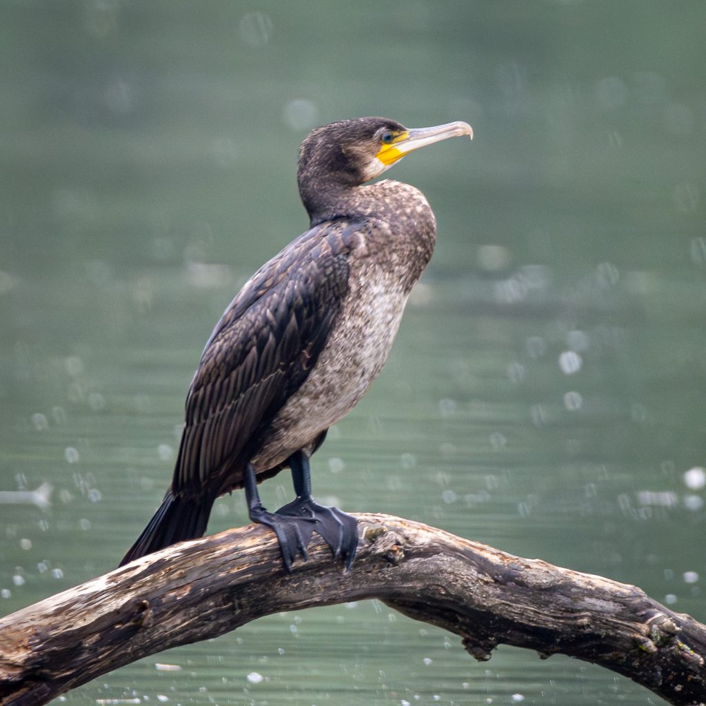 Cormorant