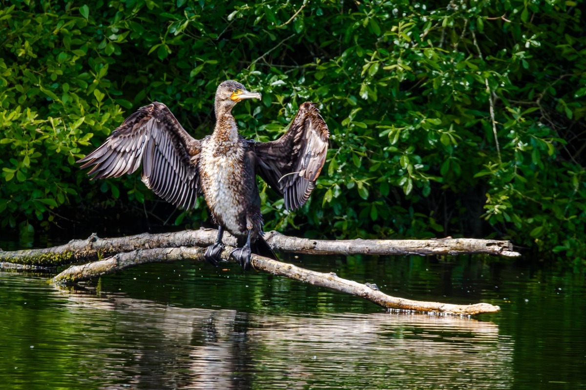 Cormorant