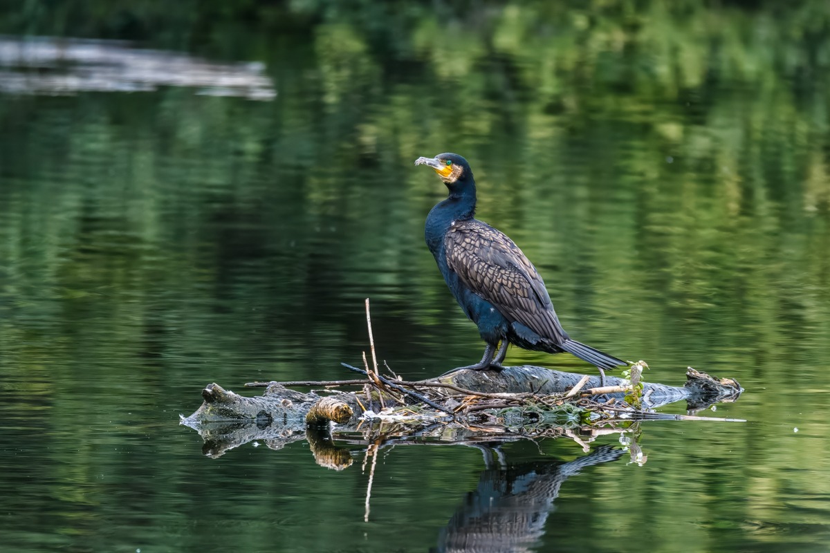 Cormorant