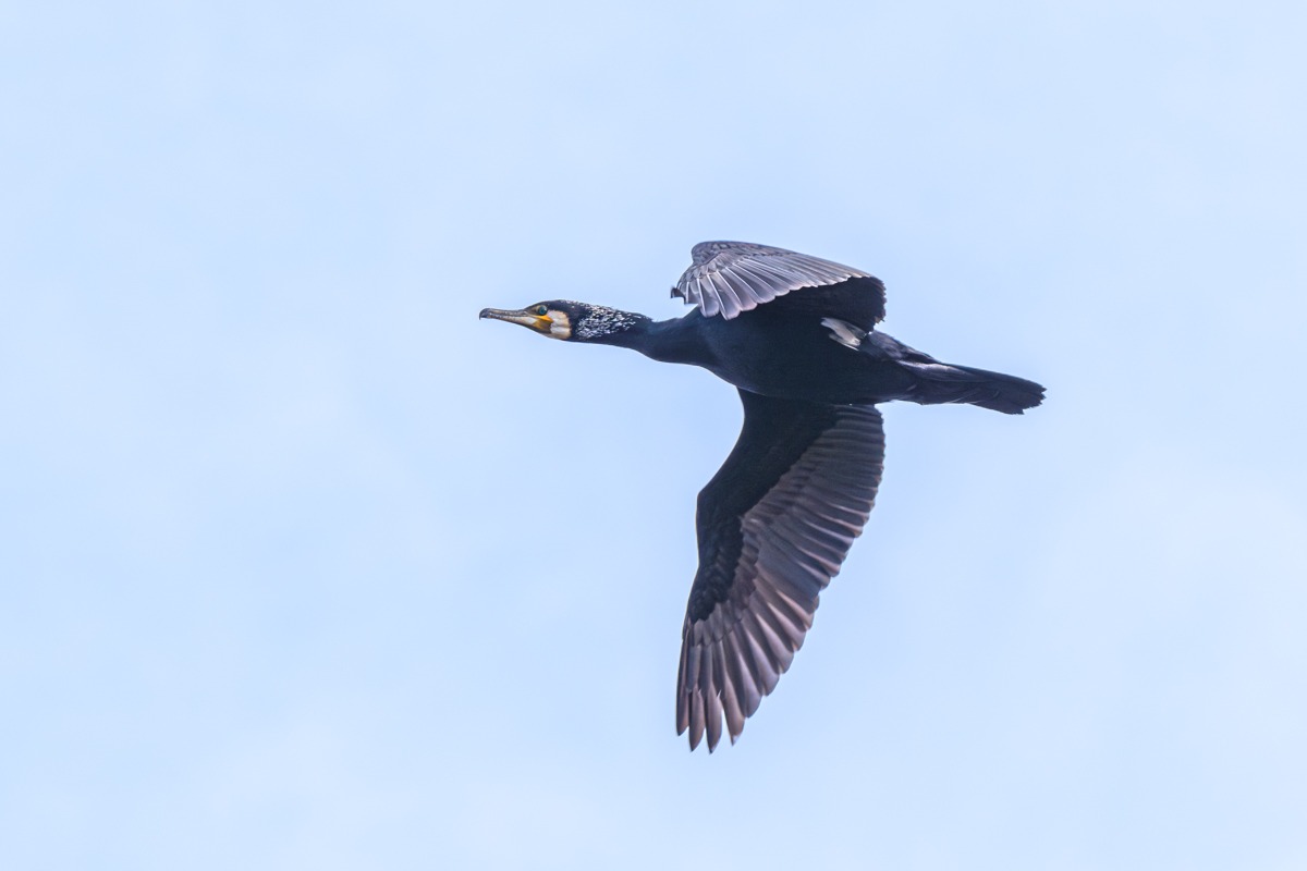 Cormorant
