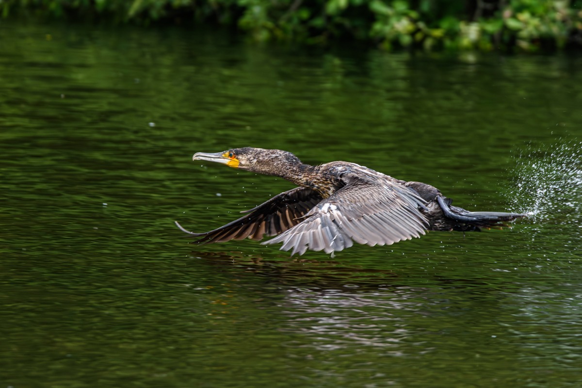 Cormorant