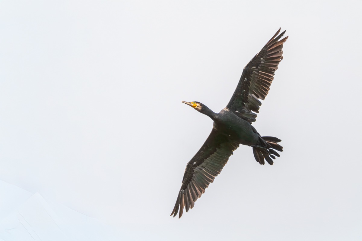 Cormorant