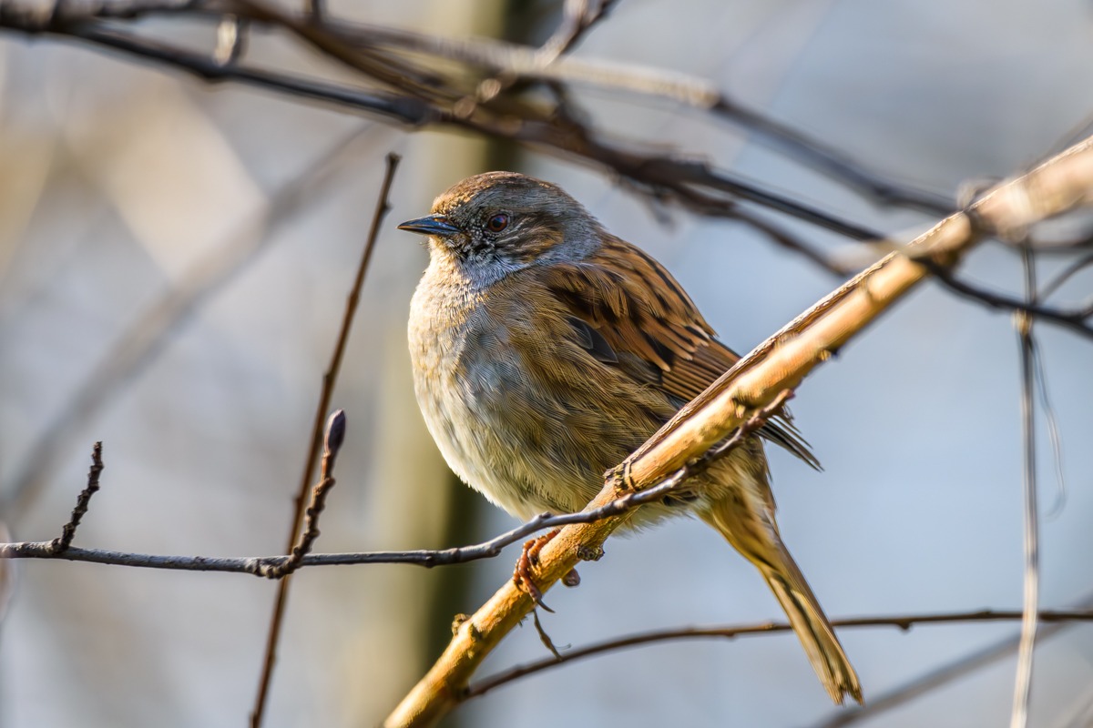 Dunnock