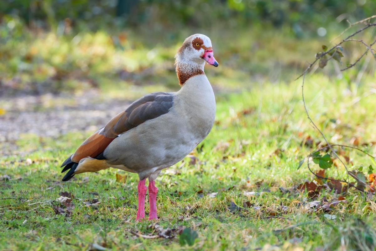 Egyptian Goose