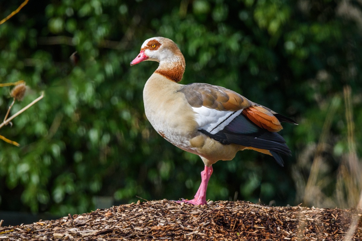 Egyptian Goose