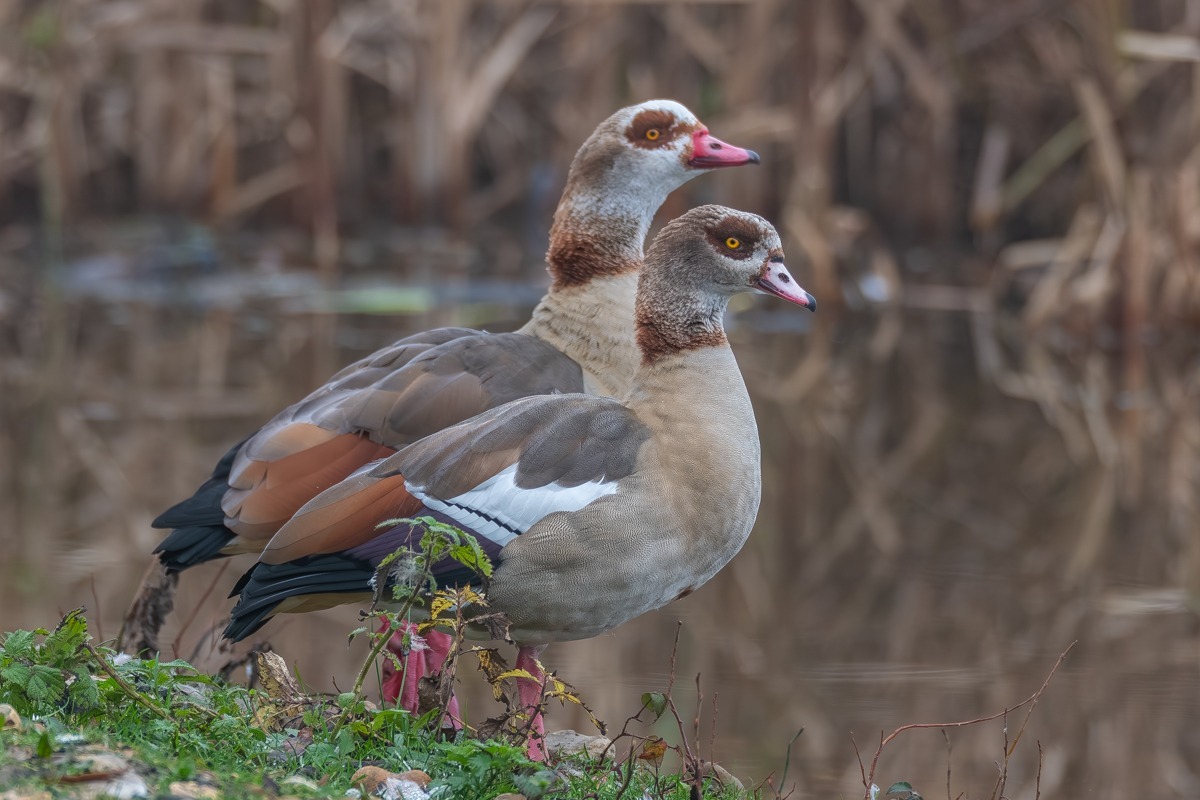 Egyptian Goose