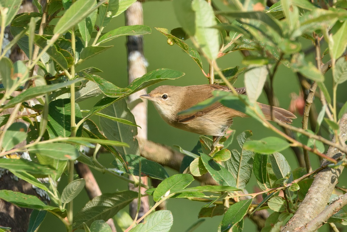 Garden Warbler