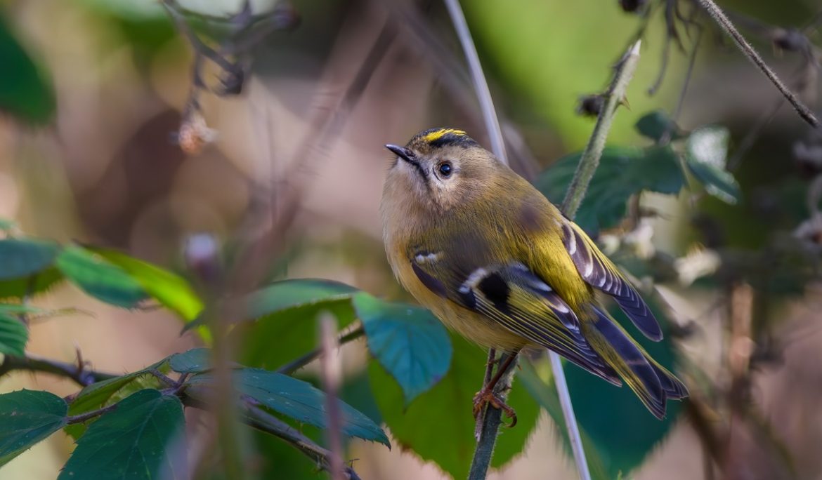 Goldcrest