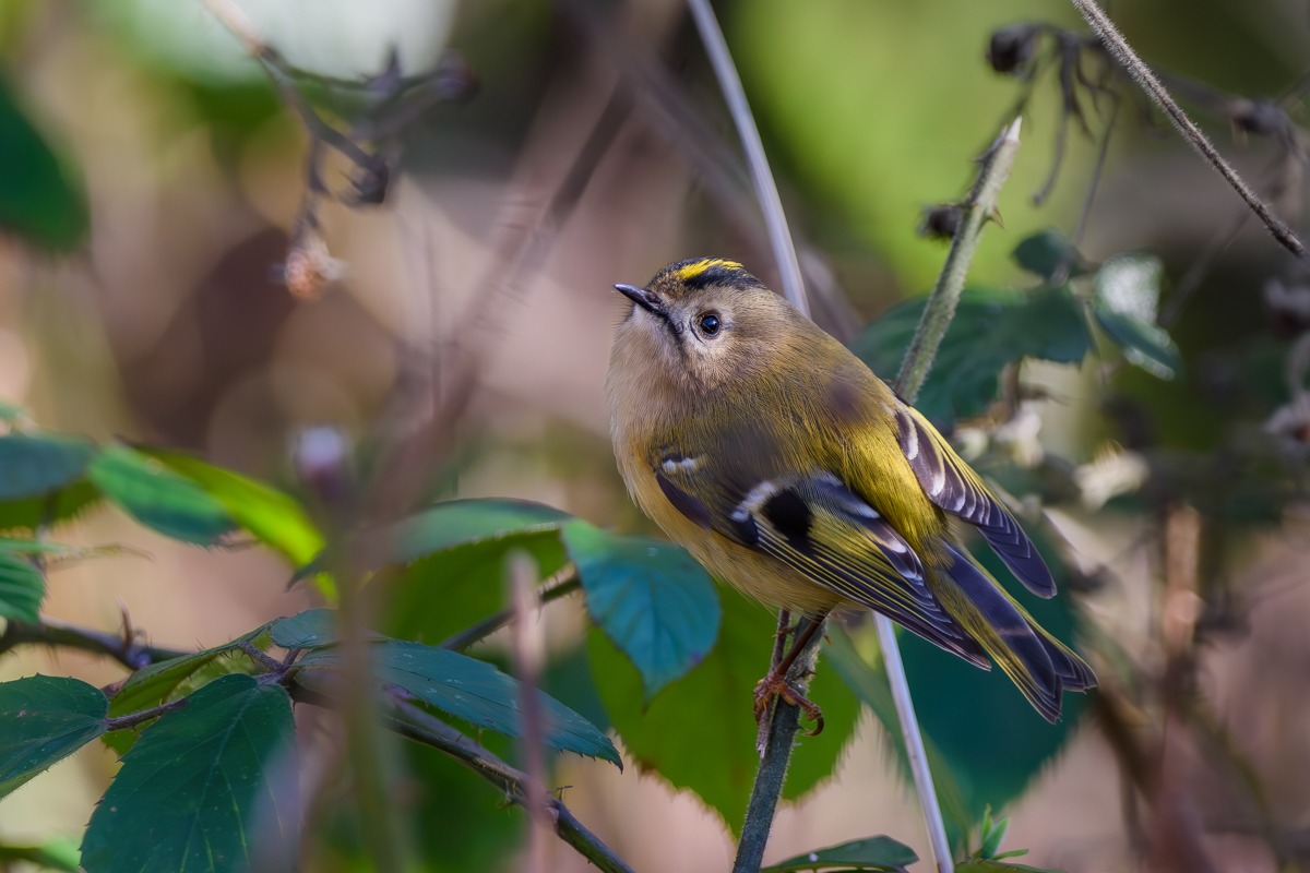 Goldcrest