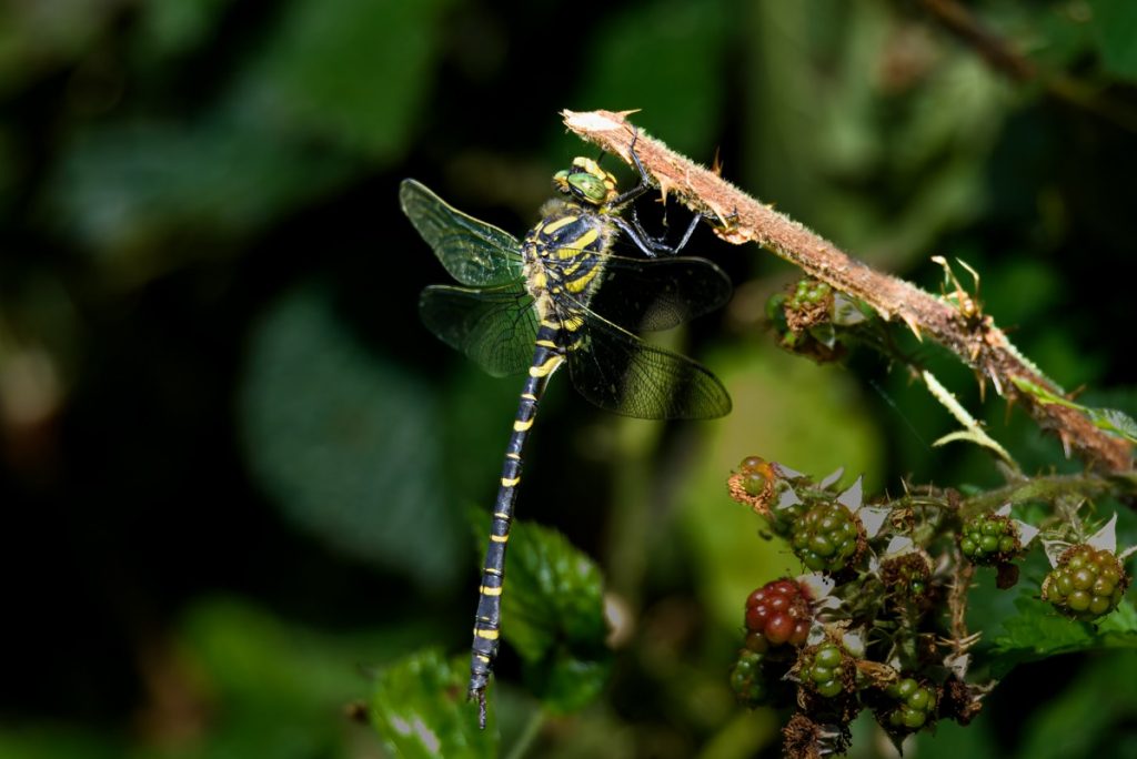 Golden Ringed Dragonfly