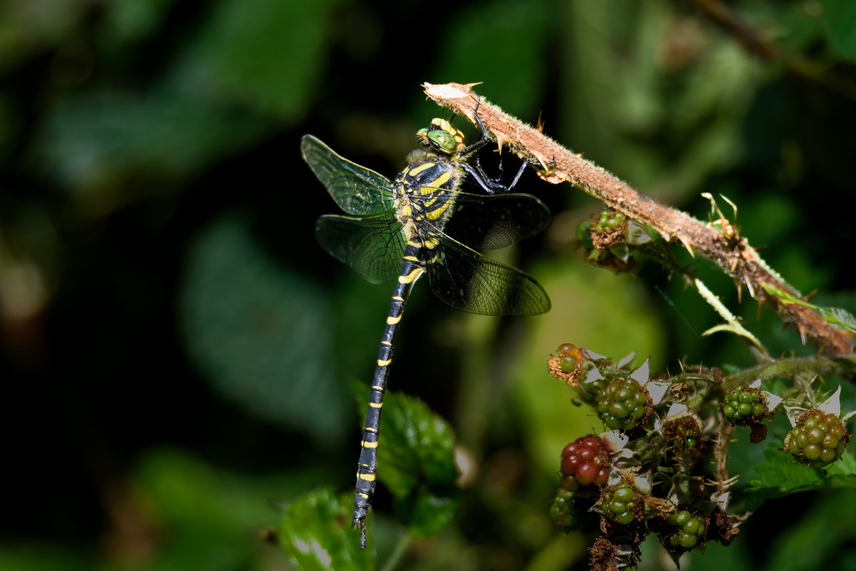 Golden Ringed Dragonfly