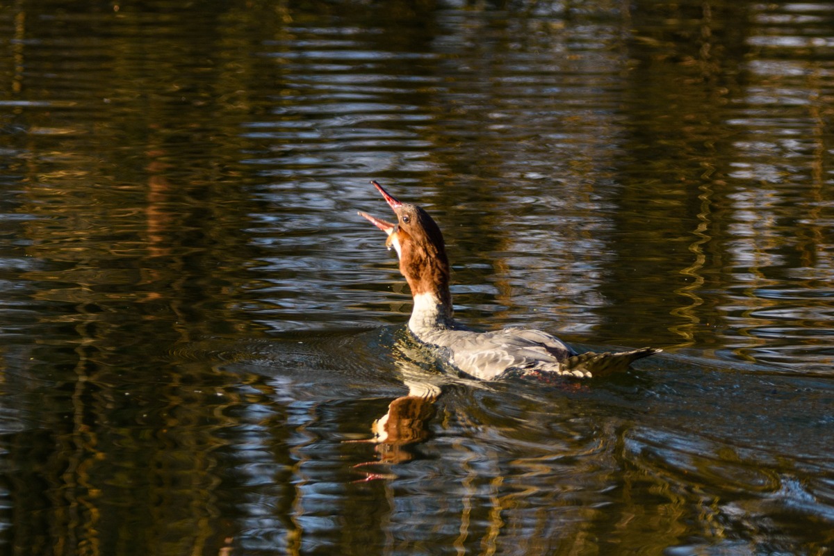 Goosander
